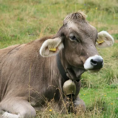 Lägenhet Schraberger - Alpin