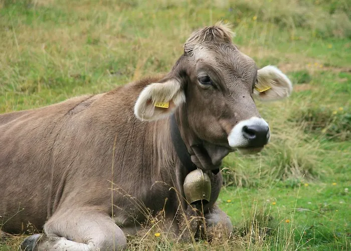Apartment Schraberger - Holland